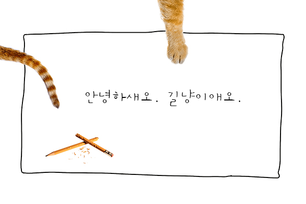 안녕하세요 길냥이에요